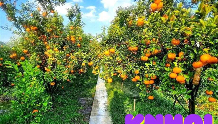 Quýt Hồng Lai Vung - Đồng Tháp