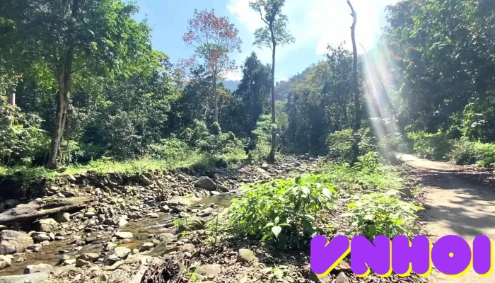 Rung Quoc Gia Xuan Son Video - Phú Thọ