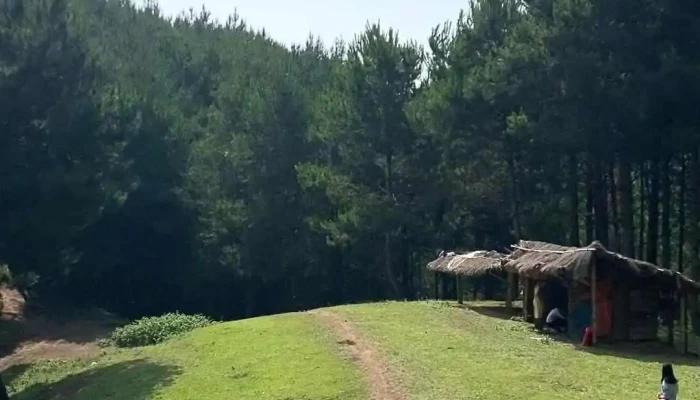 Rung Thong Hua Tat Video - Sơn La