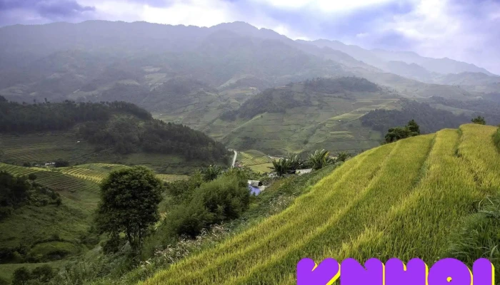 Rung Truc Mu Cang Chai Nui - Yên Bái