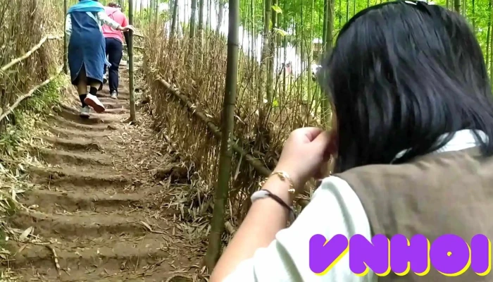 Rung Truc Mu Cang Chai Video - Yên Bái