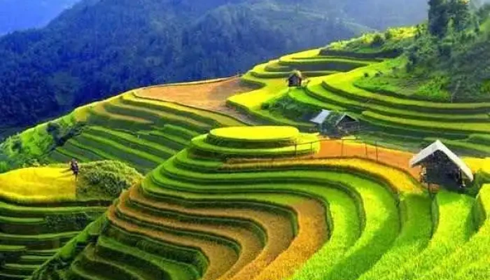 Ruong Bac Thang Mu Cang Chai Tat Ca - Yên Bái