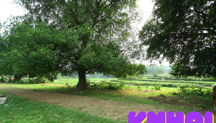 Rặng duối 18 cây - Unnamed Road