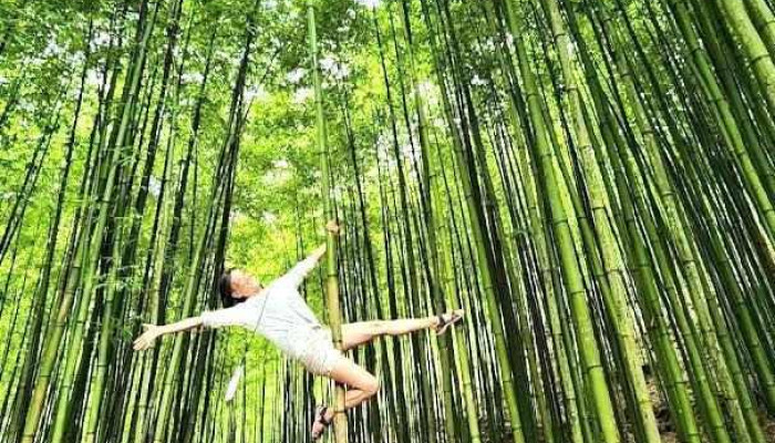 Rừng Trúc Mù Cang Chải - Yên Bái