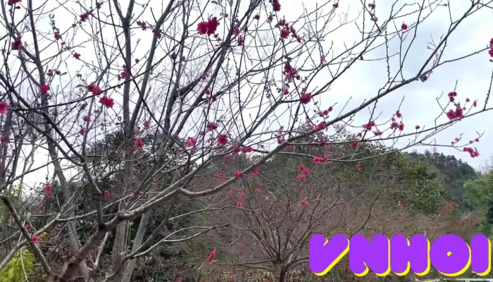 Sai Gon   Ban Gioc Resort Video - Cao Bằng