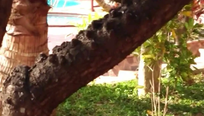 Sai Gon Suoi Nhum Resort Ngoai That - Bình Thuận