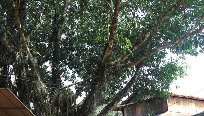 Soc Bom Bo Tat Ca - Bình Phước