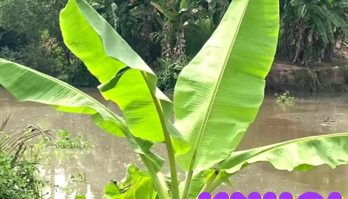 Song Ba Lai Video - Bến Tre