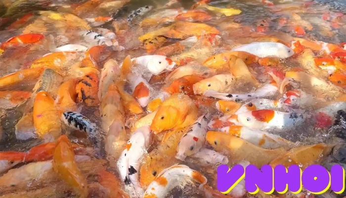 Suoi Ca Vang Khe To Tat Ca - Nghệ An