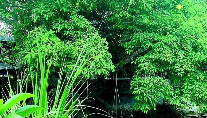 Suoi Mo Doc Tinh Glamping Retreat Ninh Thuong Ninh Hoa Khanh Hoa Cua Chu So Huu - Khánh Hòa