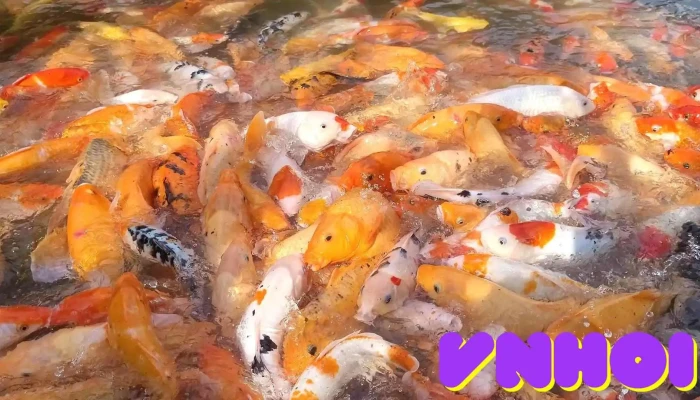 Suối Cá Vàng Khe Tọ - Nghệ An