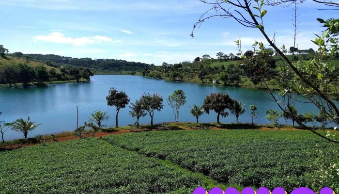 Tâm Châu Farm - Bảo Lâm