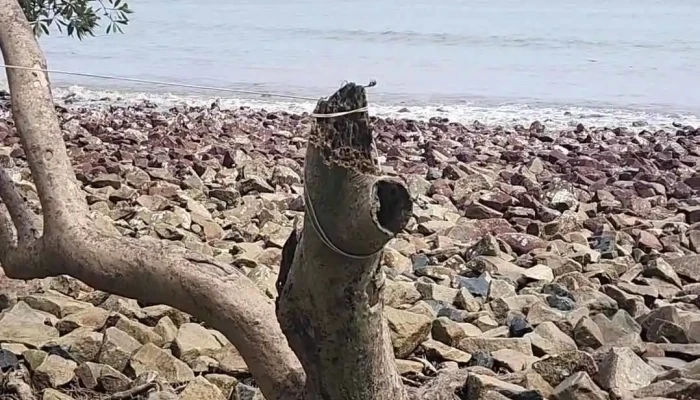 Tan Dien Beach -  Bai Bien - Tiền Giang