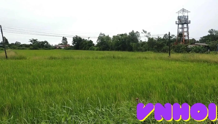 Thanh Pho Go Cong Video - Tiền Giang