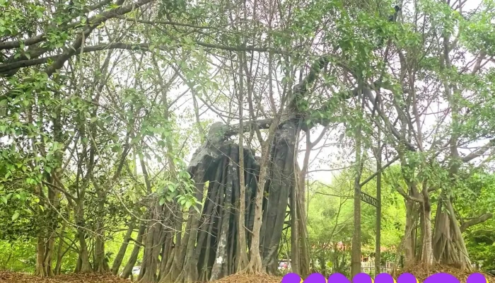 Thon Cay Thi Xa Thanh Huyen Son Duong Tinh Tuyen Quang Video - Tuyên Quang