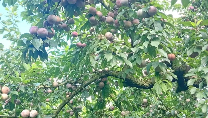 Thung Lung Man Na Ka Moi Nhat - Sơn La