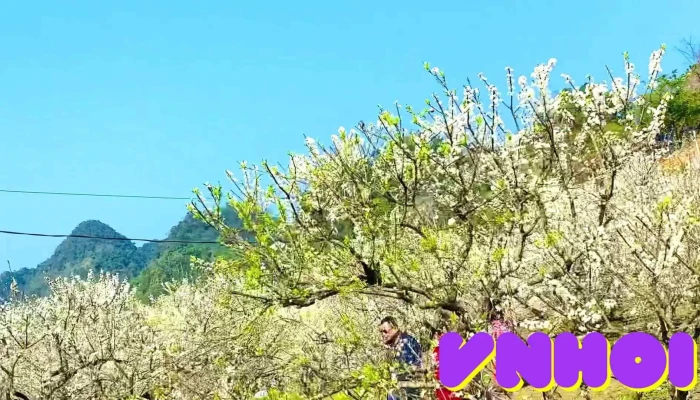 Thung Lung Man Na Ka Video - Sơn La
