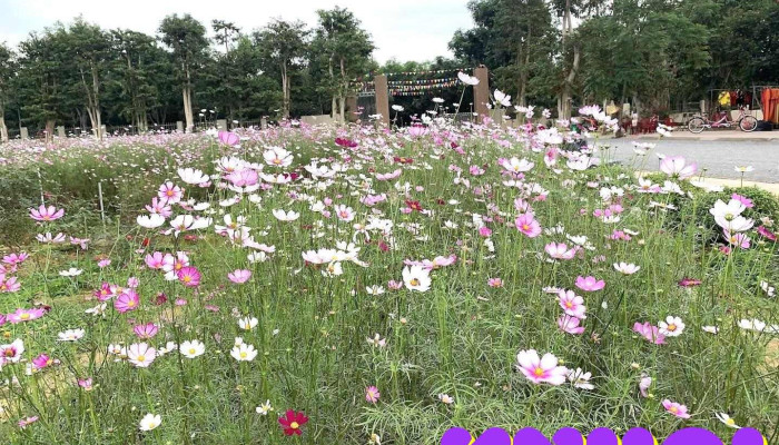 Thung lũng hoa Phủ quỳ - Nghệ An