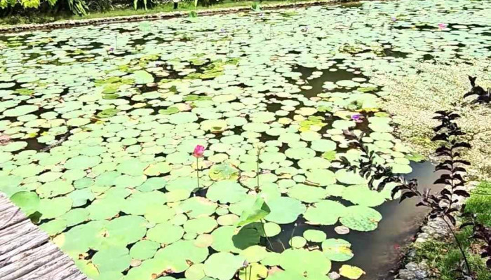 To Boutique Garden Video - Bình Thuận