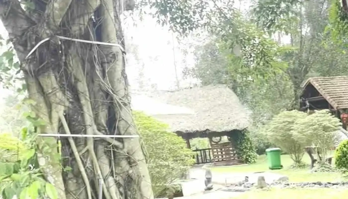 Trai Cuu Yen Thanh Cua Khach Tro - Nghệ An