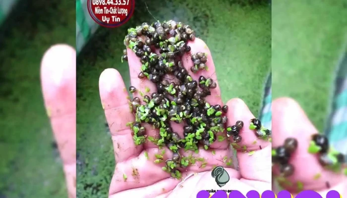 Trai Oc Xuan Buou Den Cua Chu So Huu - Vĩnh Long