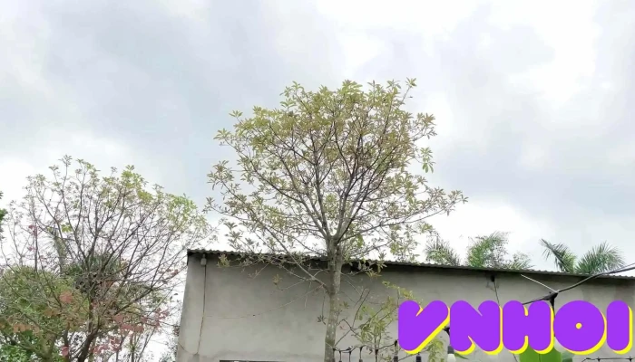 Trang Trai Loc Vung Cua Chu So Huu - Nghệ An