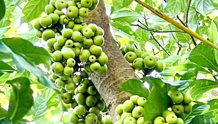Trang Trai Loc Vung Tat Ca - Nghệ An