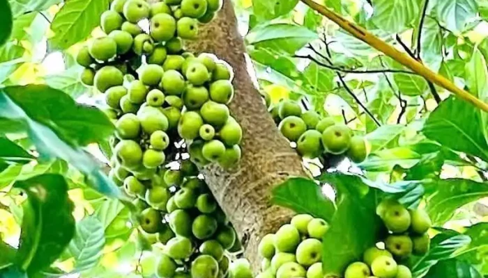 Trang trại Lộc Vừng - Nghệ An