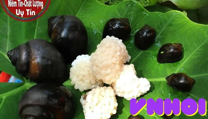 Trại Ốc Xuân Bươu Đen - Vĩnh Long