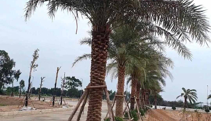 Tt Gia Binh Video - Bắc Ninh