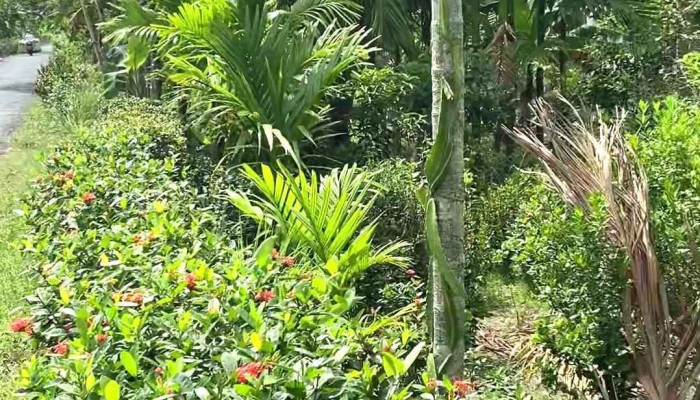 Tuong Dai Tran Van Thanh Video - An Giang