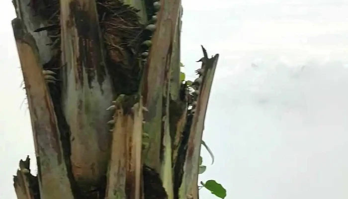 Tvpalm Ecolodge Video - Hà Giang