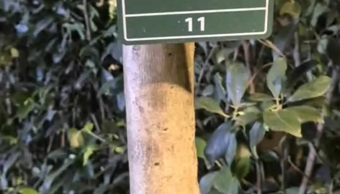 Van Mieu   Quoc Tu Giam Moi Nhat - Hà Nội