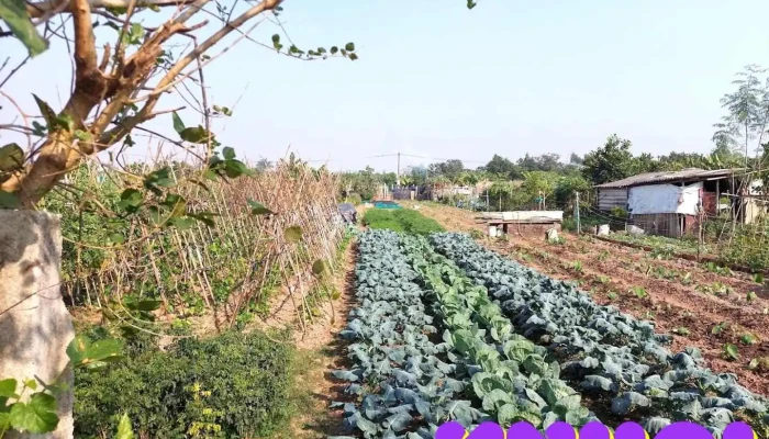 VietHarvest Journey - Hà Nội
