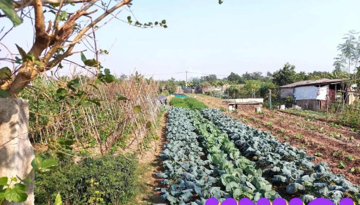 Vietharvest Journey Tat Ca - Hà Nội