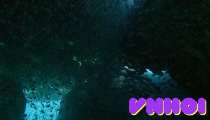 Vietnam Active -    Padi 5 Star Diving Center Snorkeling Cua Chu So Huu - Khánh Hòa