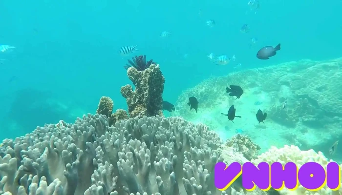 Vietnam Active -    Padi 5 Star Diving Center Snorkeling Video - Khánh Hòa