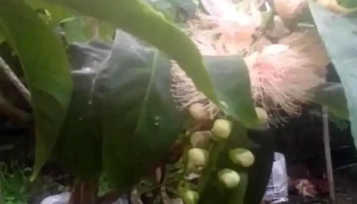 Vinh Hoa Hung Bac Video - Kiên Giang