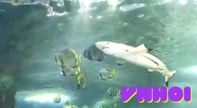 Vinke Thuy Cung Vincom Times City Video - Hà Nội