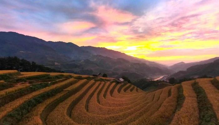 Vong Lua Mong Ngua Mu Cang Chai Che Do Xem Pho Va 360deg - Yên Bái