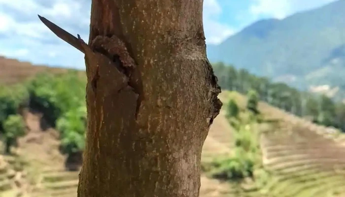 Vong Lua Mong Ngua Mu Cang Chai Moi Nhat - Yên Bái