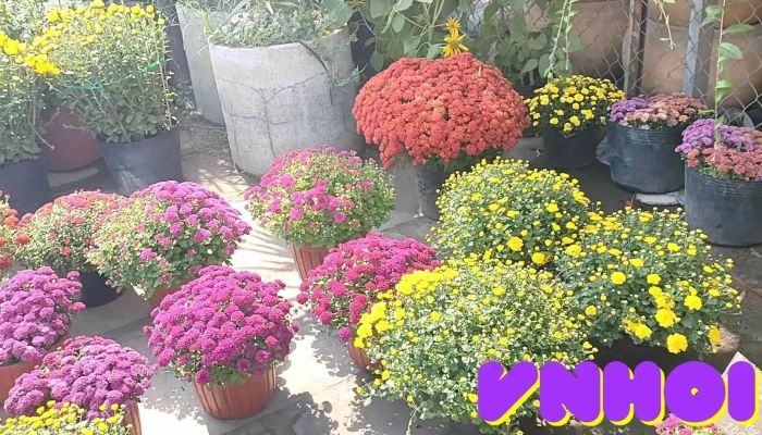 Vuon Cay Kieng Sau Vien Lang Hoa My Tho Video - Tiền Giang