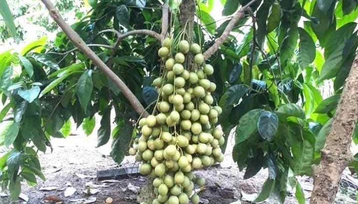 Vuon Dau Muoi Thom Cua Chu So Huu - Kiên Giang