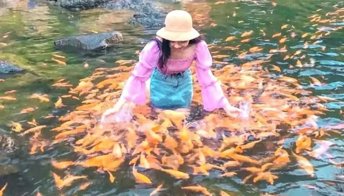 Vuon Doi Ca Vang Khe To Cua Chu So Huu - Nghệ An