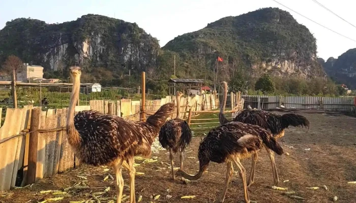 Vuon Hoa To Thi Nui - Lạng Sơn