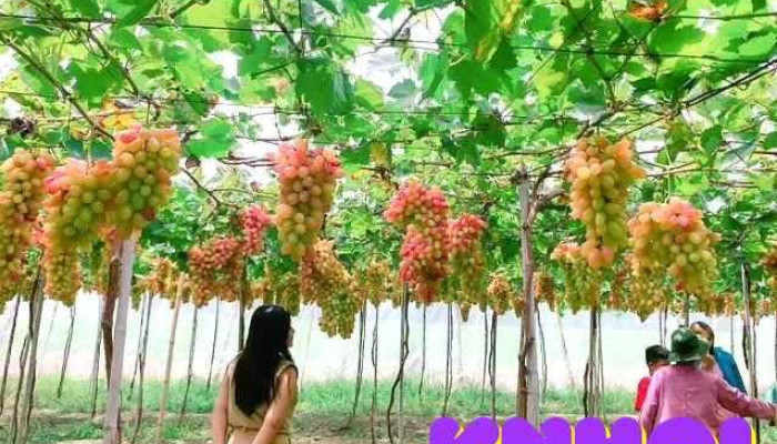 Vuon Nho Le My Tat Ca - Bình Thuận