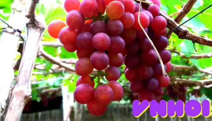 Vuon Quoc Gia Nui Chua Video - Ninh Thuận