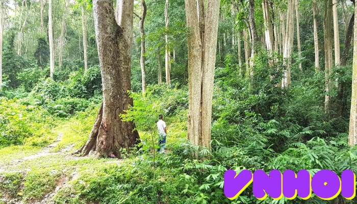 Vuon Quoc Gia Pu Mat Rung Sang Le Tam Dinh   Tuong Duong - Nghệ An