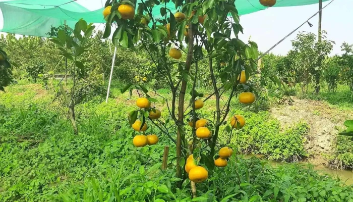 Vuon Quyt Hong Ba Chuot Tat Ca - Đồng Tháp