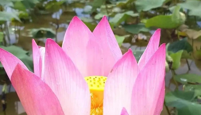 Vuon Sen   Cao Lanh Ao - Đồng Tháp